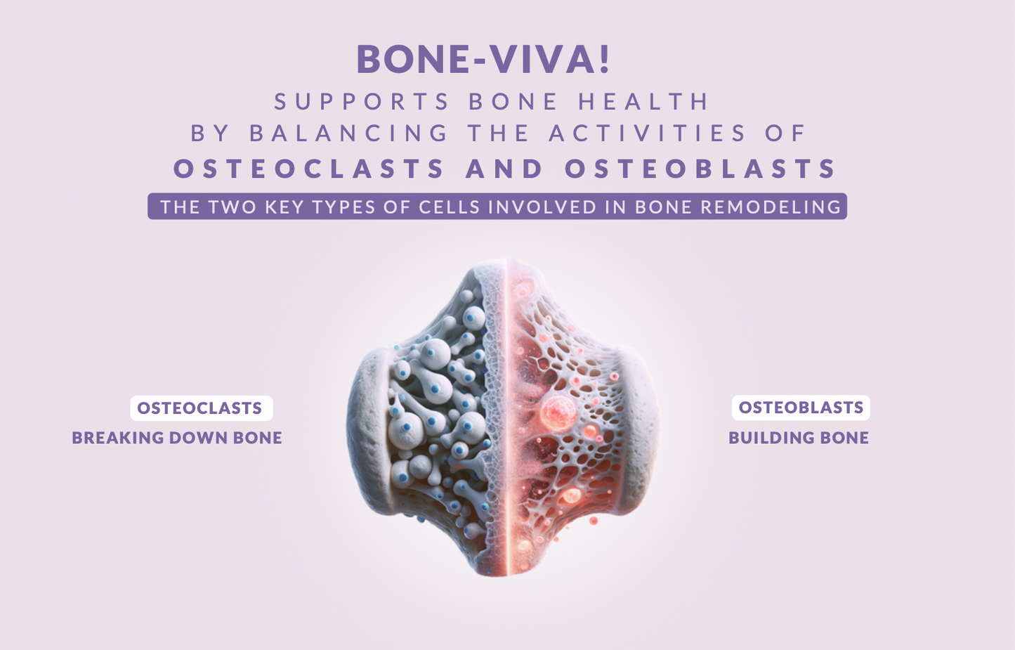BONE-VIVA! 12 MONTHS $53/Month